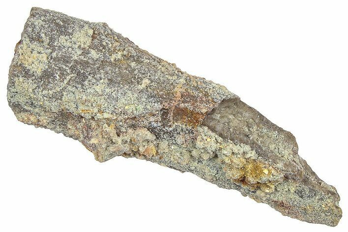 Devonian Petrified Wood (Callixylon) Section - Oldest True Wood #363311